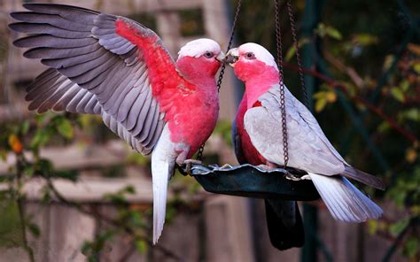 beautiful pictures of love birds